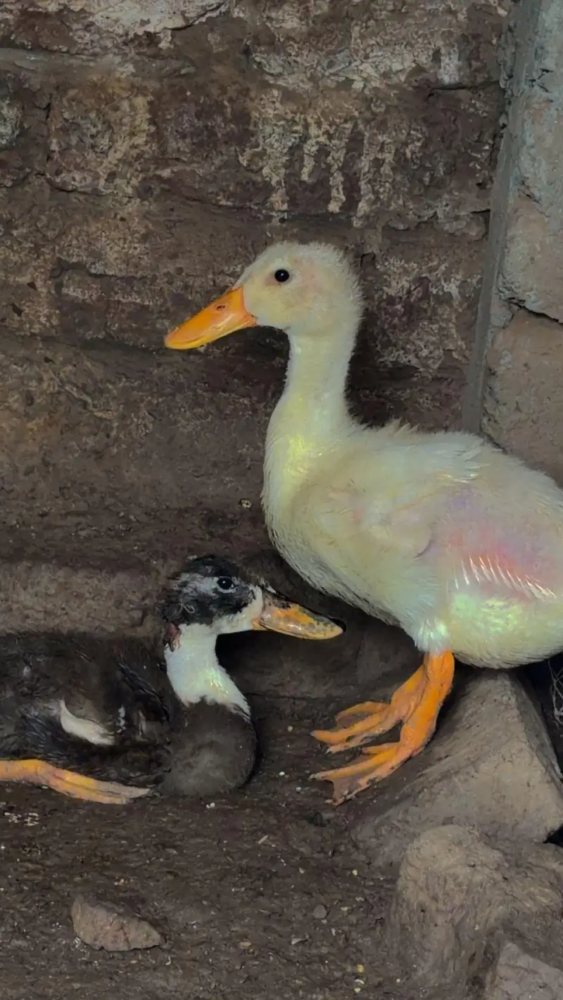ducks bby — photo 3