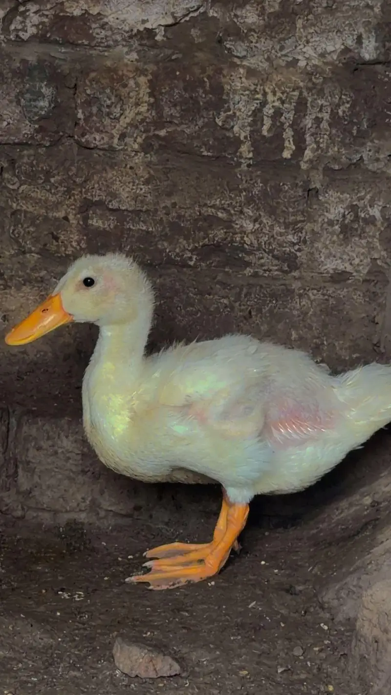 ducks bby — photo 4