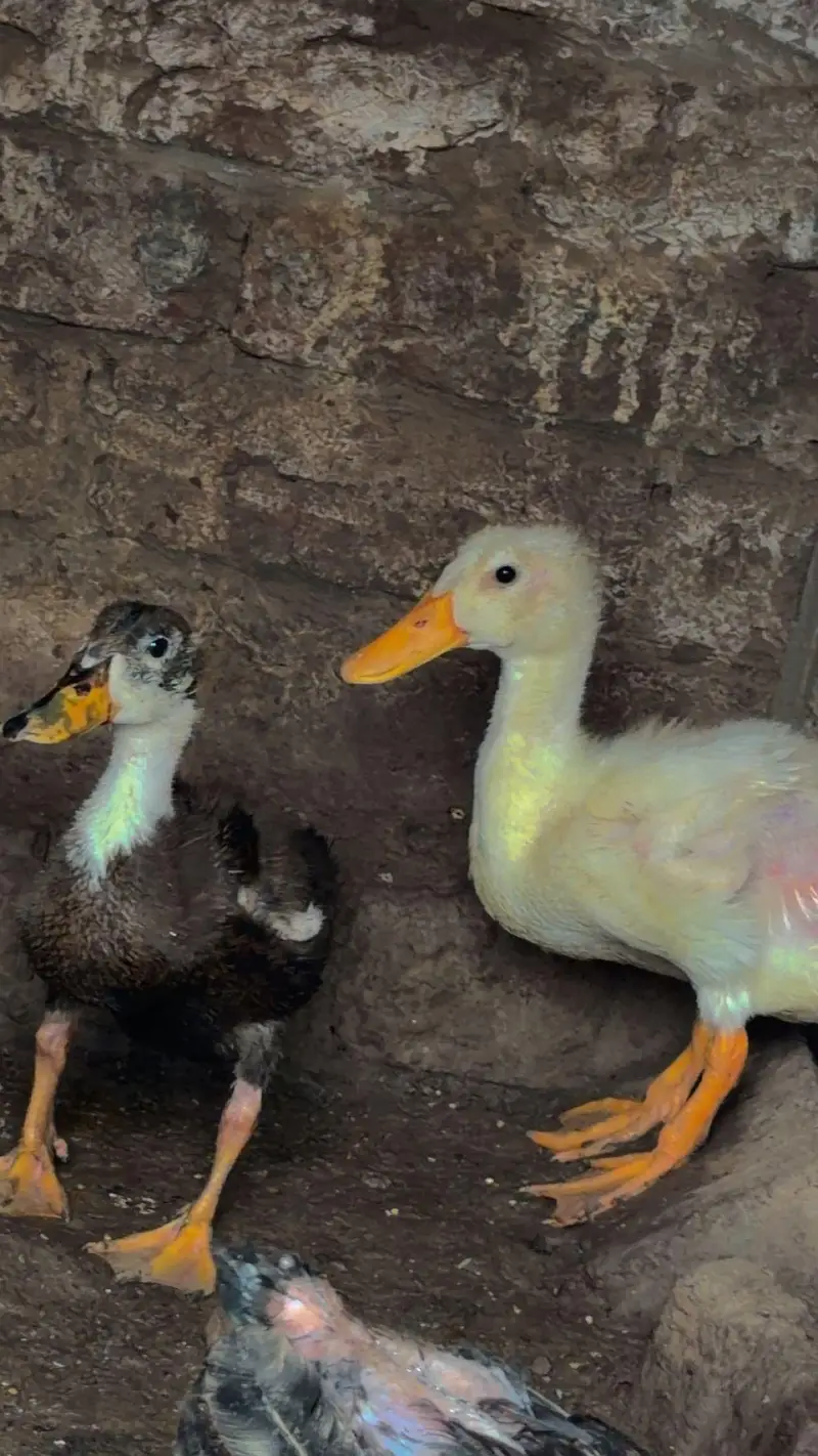 ducks bby — photo 5