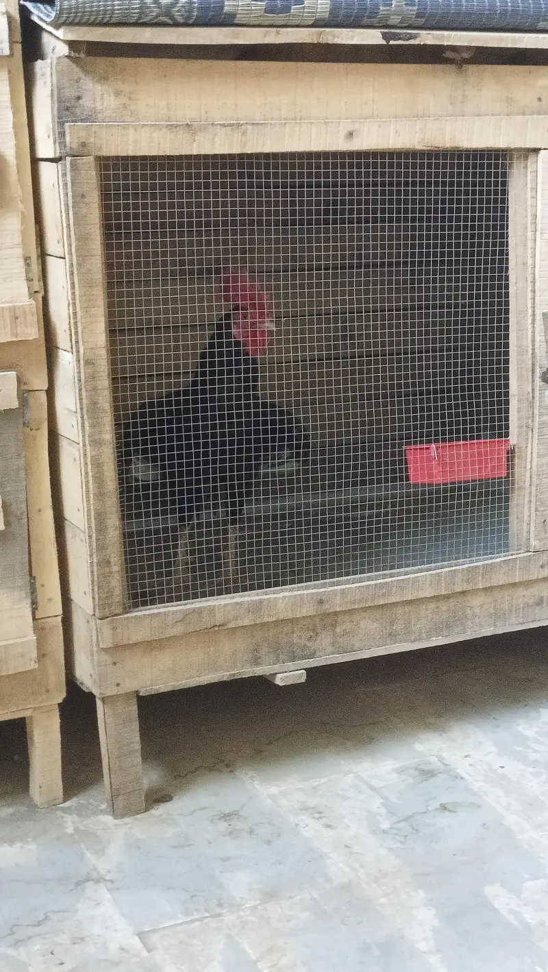 Hen cage for sale — photo 3