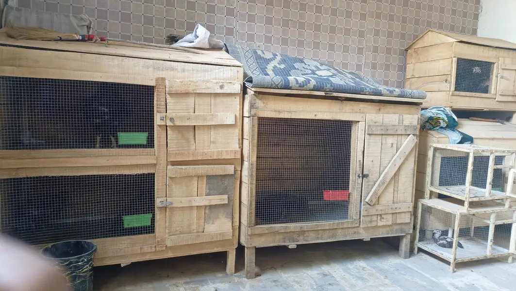 Hen cage for sale — photo 5