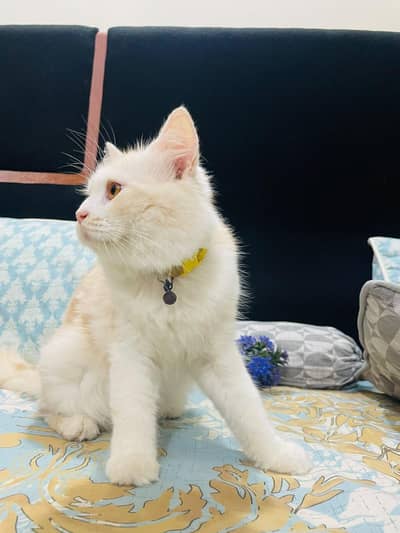 Persian Male Cat