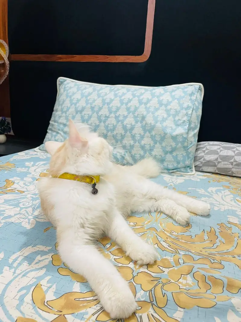 Persian Male Cat — photo 2