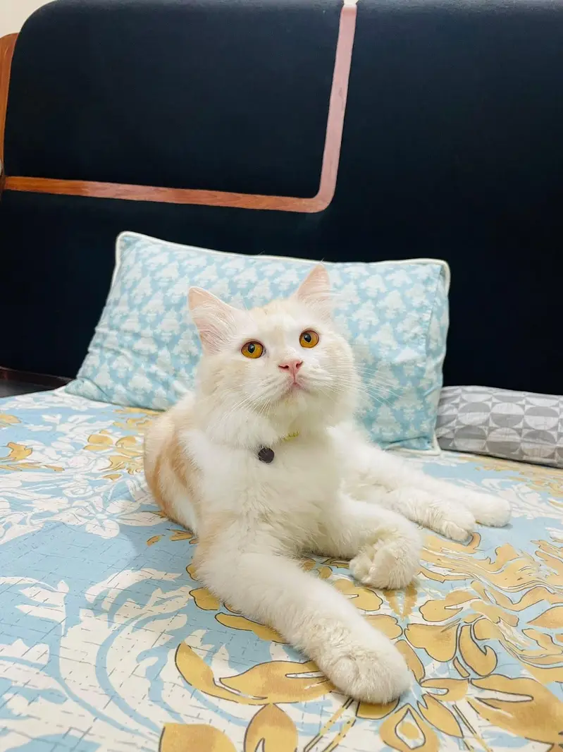 Persian Male Cat — photo 3