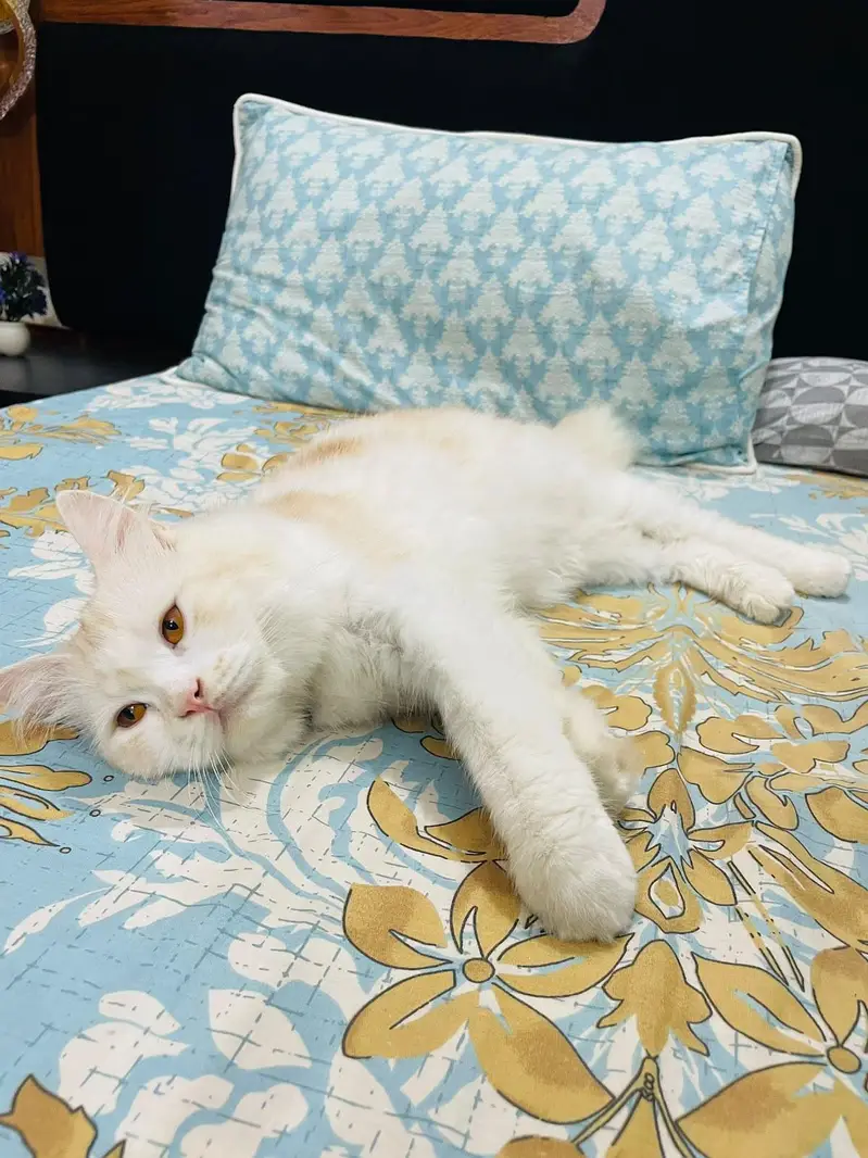 Persian Male Cat — photo 4