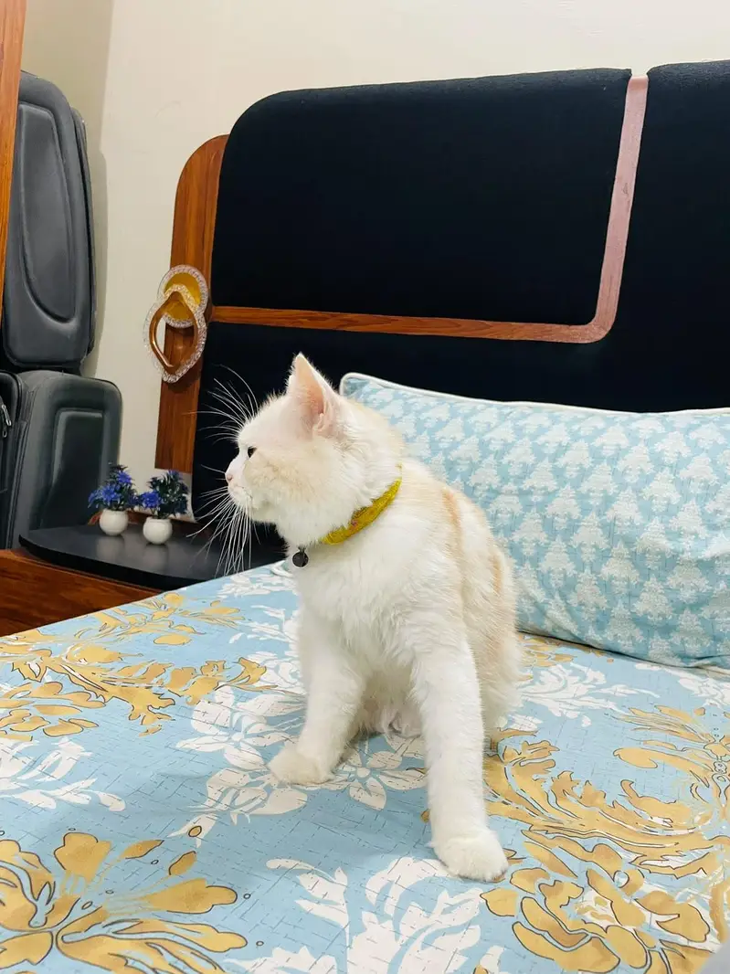 Persian Male Cat — photo 5