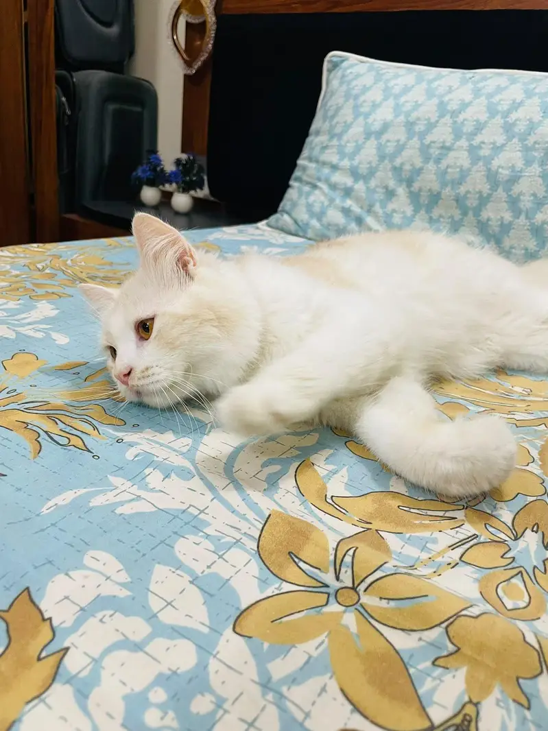 Persian Male Cat — photo 6