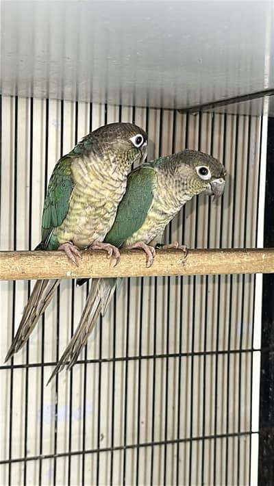 Blue turquoise conure pairs