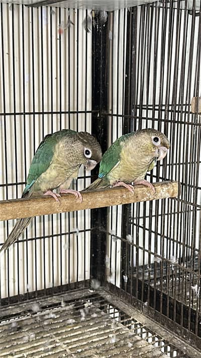 Blue turquoise white foot  conure pair and blue cinnamon extra female
