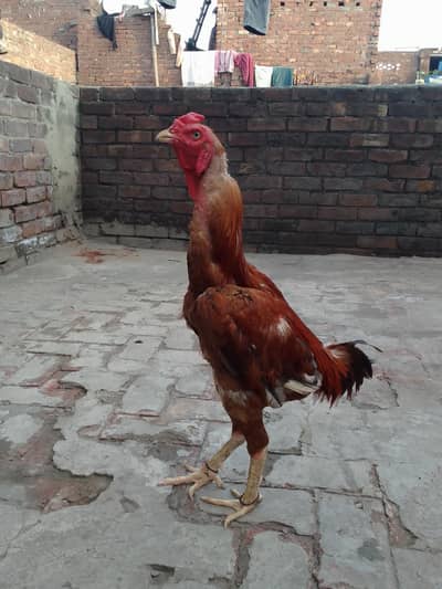 Kal mar murga ha