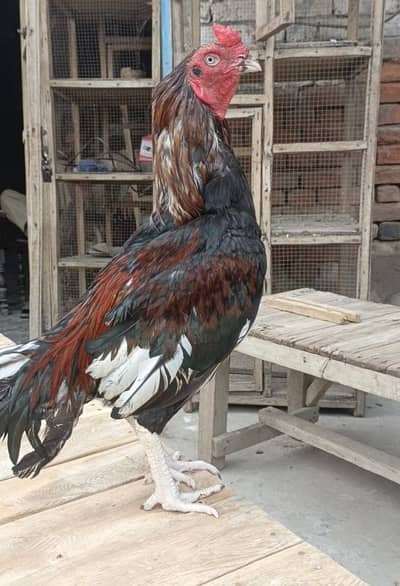 aseel murgha miavale breed