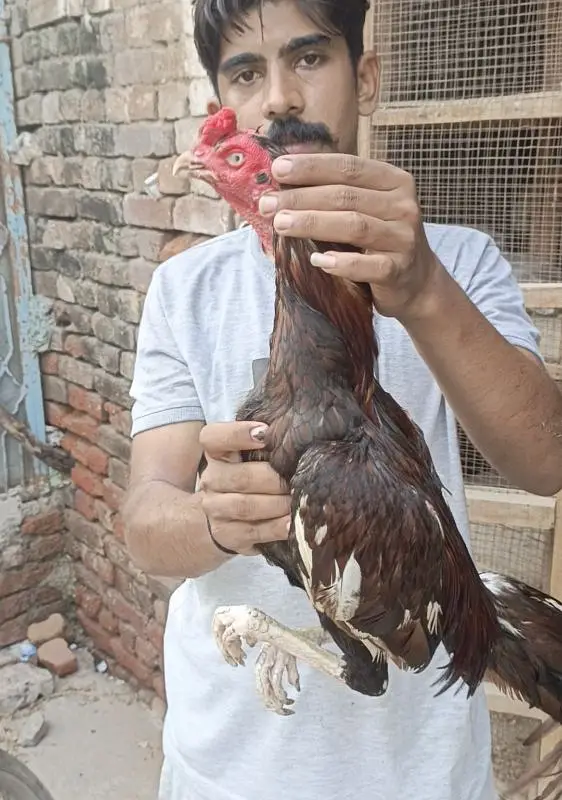 aseel murgha miavale breed — photo 2