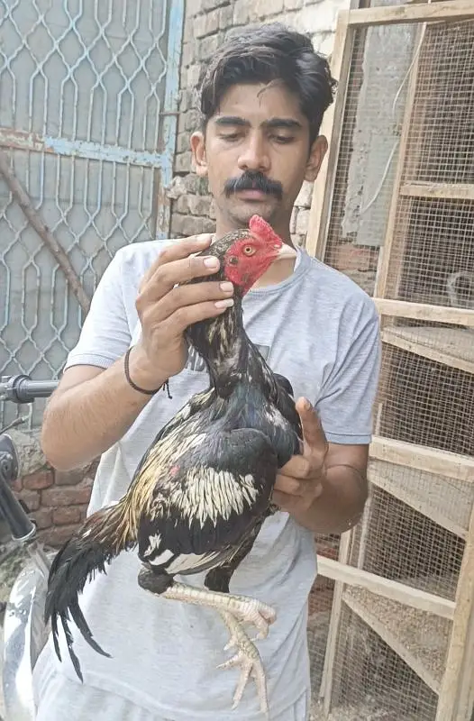 aseel murgha miavale breed — photo 3