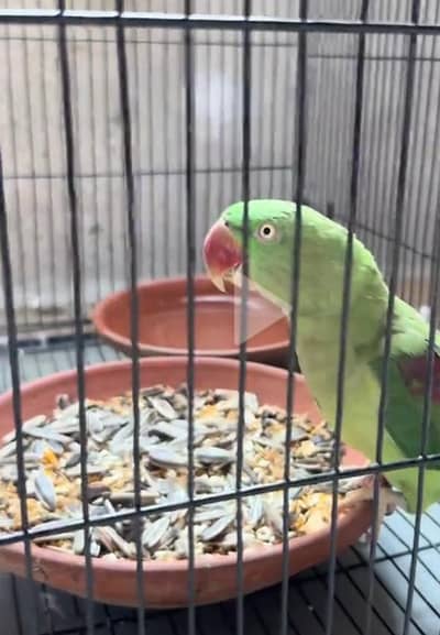 raw parrot female