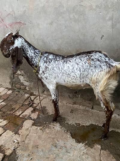bakri chiye muj ko gujar Khan range 20 Sy 25
