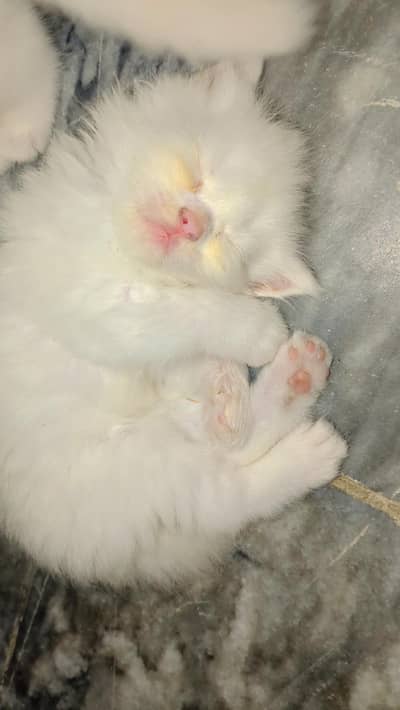 kitten for sale
