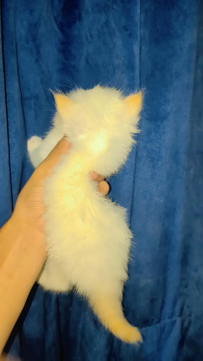 kitten for sale — photo 2