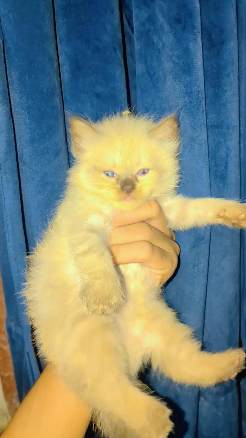 kitten for sale — photo 3