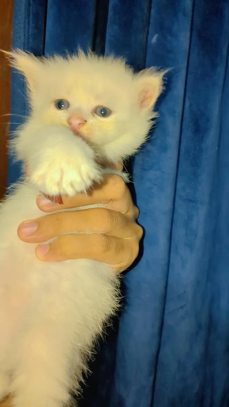 kitten for sale — photo 4