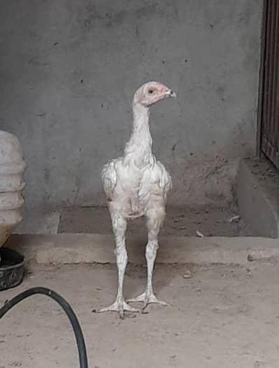 pure hera aseel for sale 03136908190