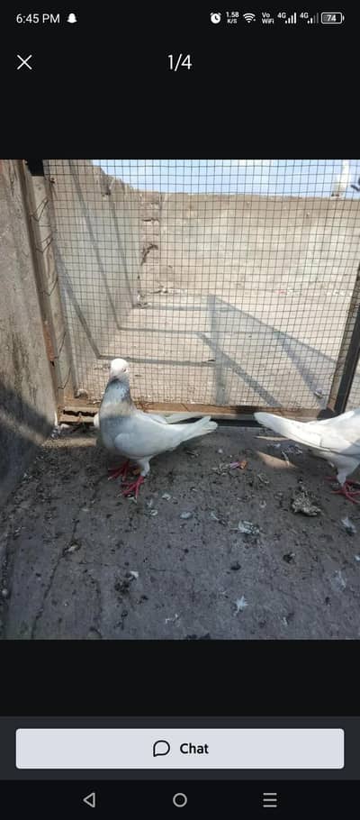 I am selling male breeder
