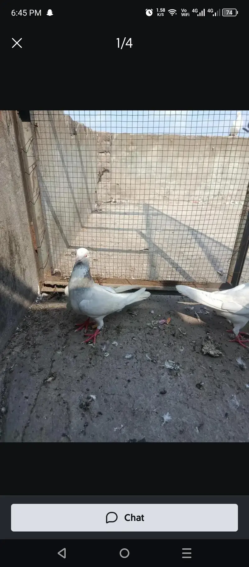 I am selling male breeder