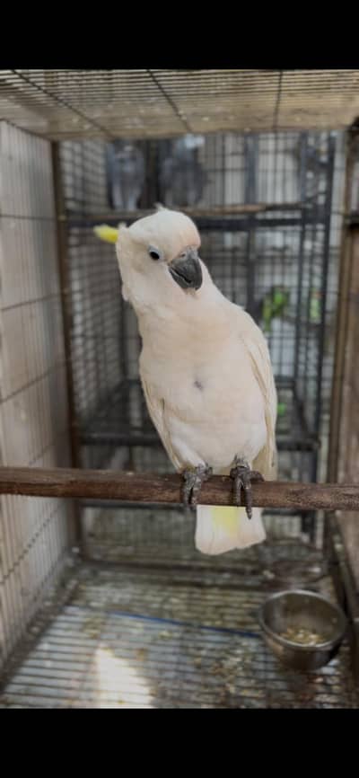 Tritone Cockatoo