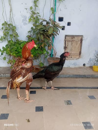 Zaroorat hai