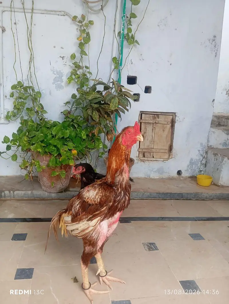 Zaroorat hai — photo 2