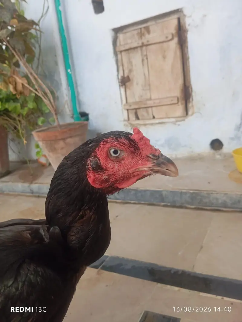 Zaroorat hai — photo 3