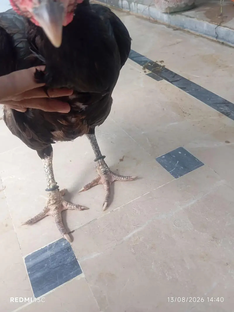Zaroorat hai — photo 5