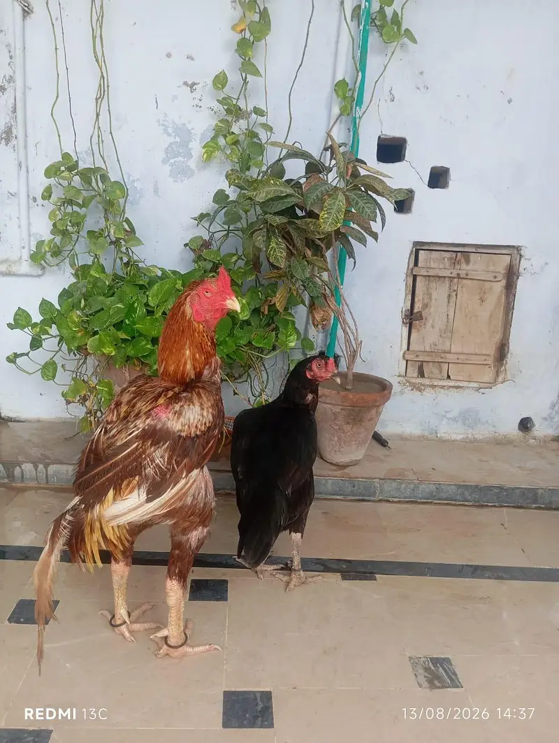 Zaroorat hai — photo 7