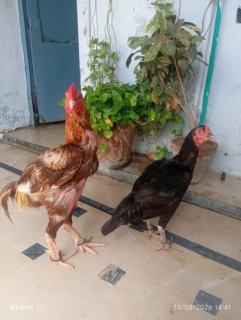 Zaroorat hai — photo 8