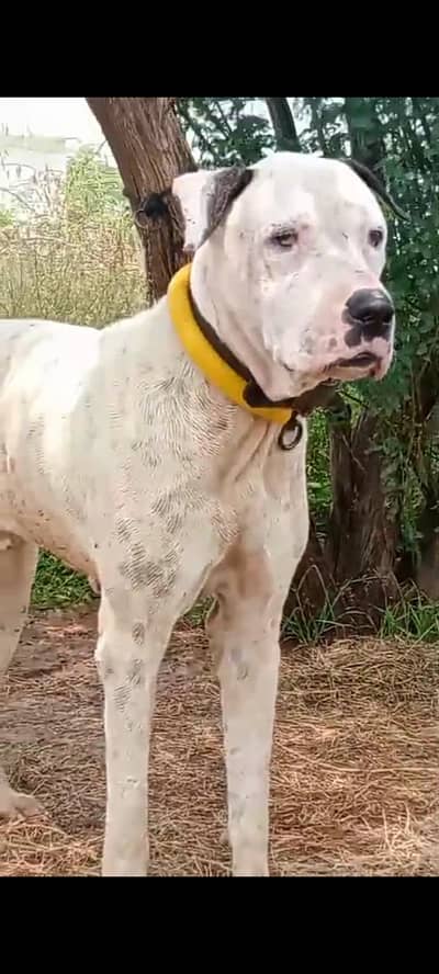 bully dog patha