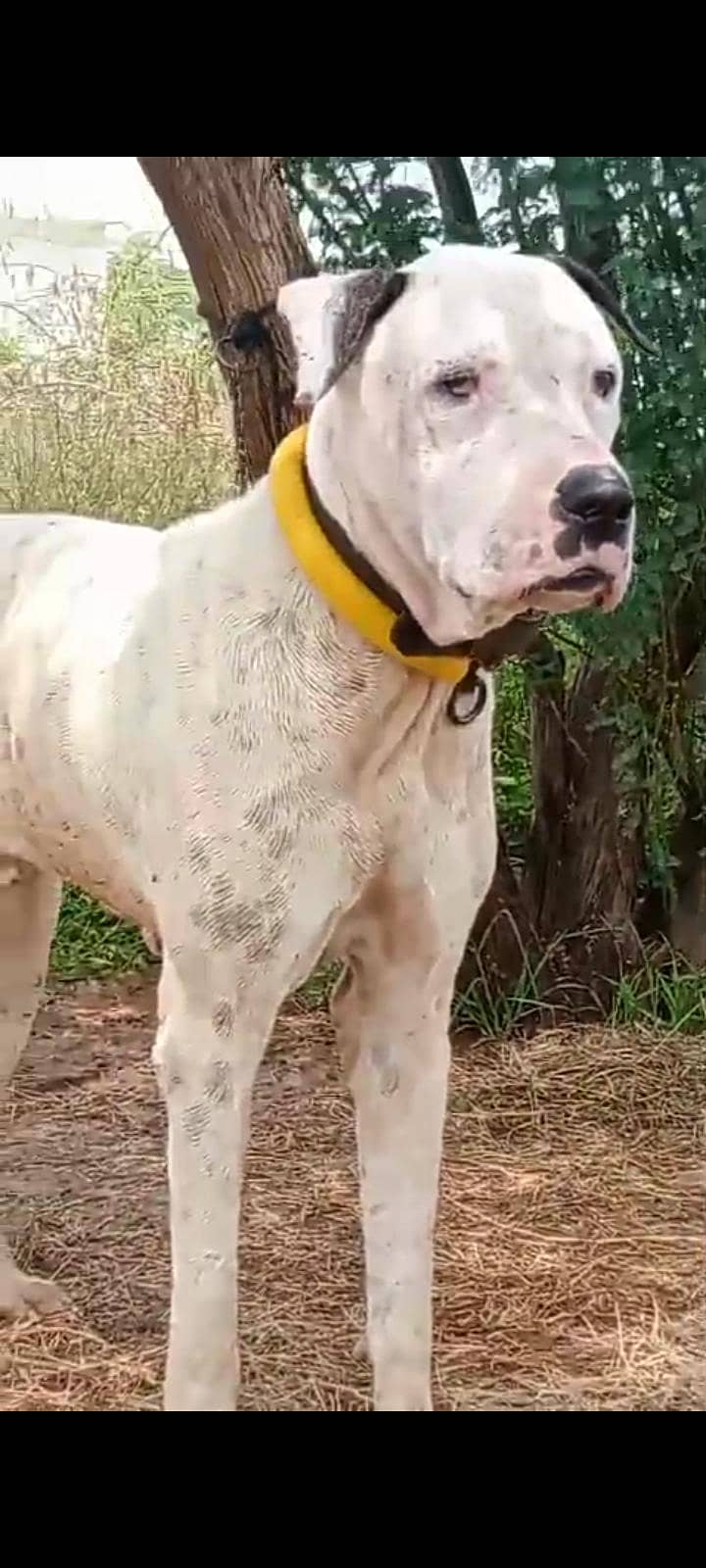 bully dog patha 0