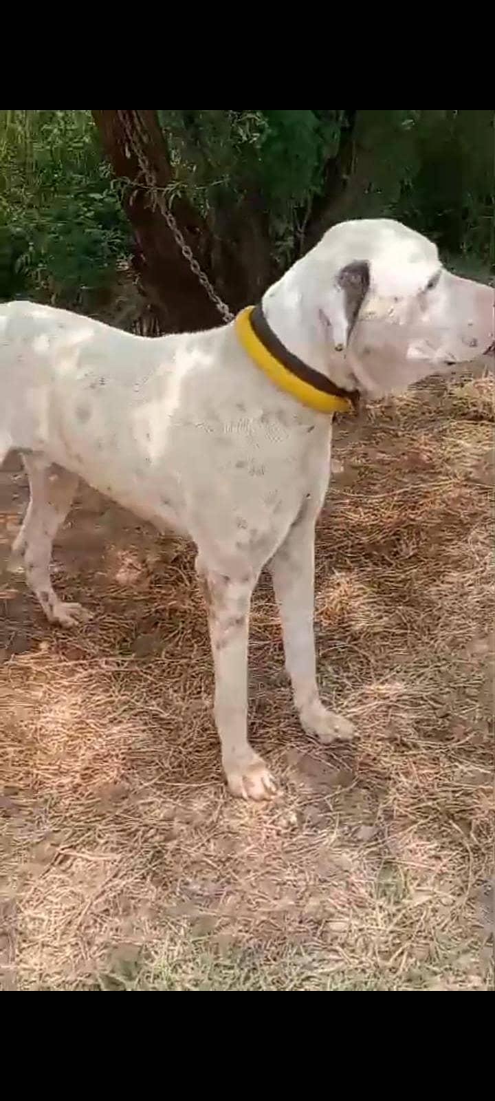 bully dog patha 1