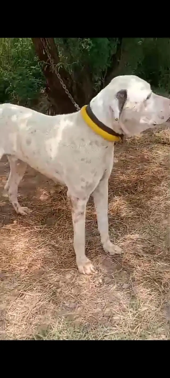 bully dog patha — photo 2