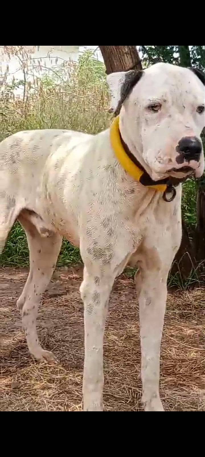 bully dog patha 2