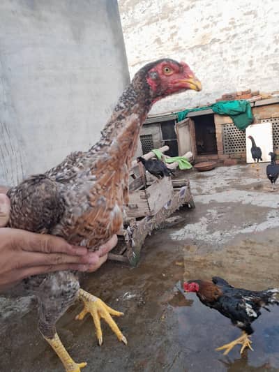 High quality aseel Shamo hen