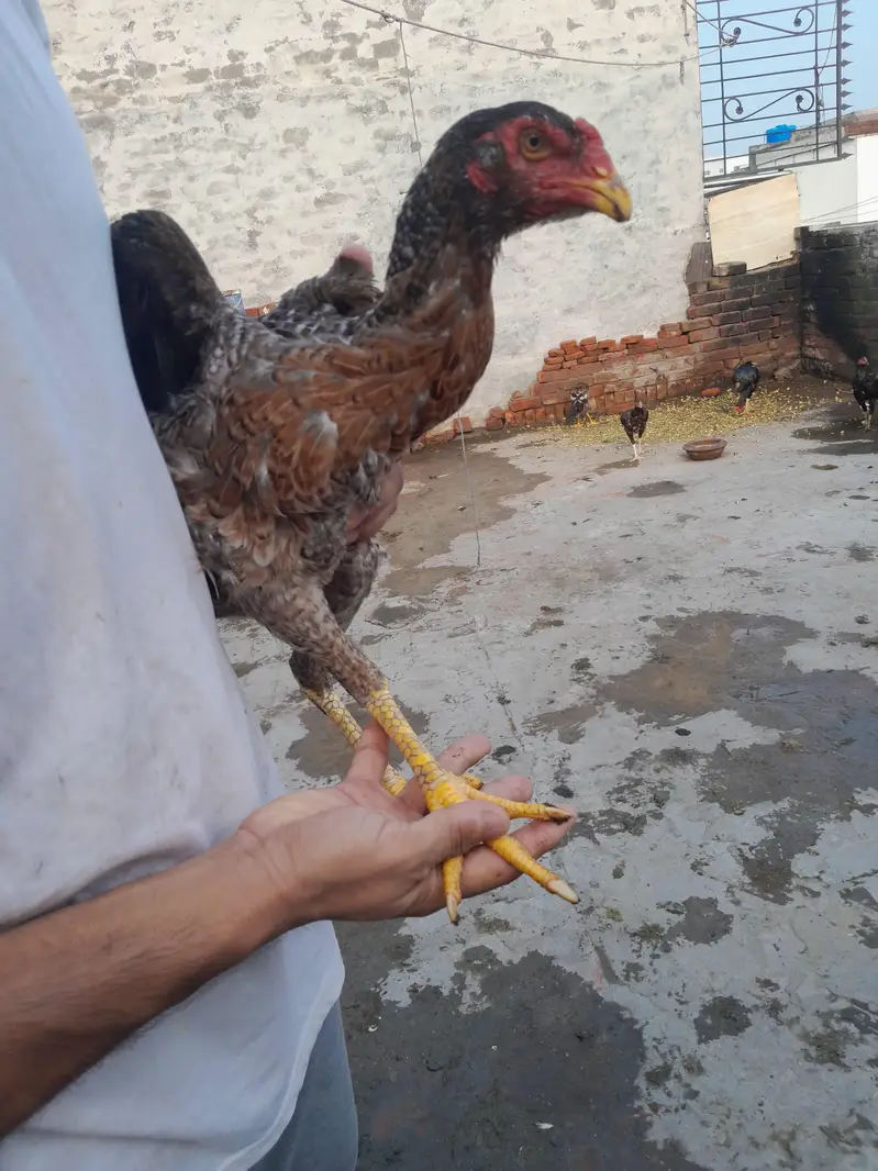 High quality aseel Shamo hen — photo 2