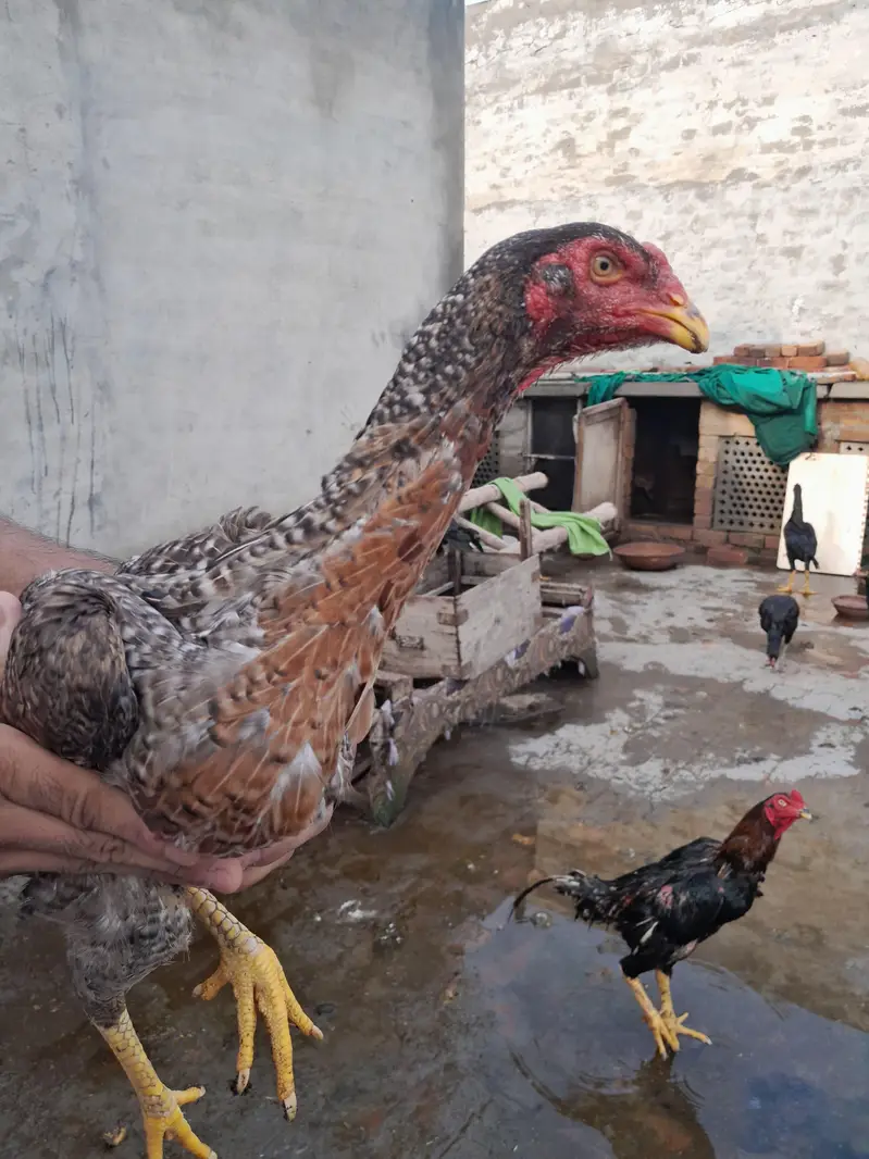 High quality aseel Shamo hen — photo 3