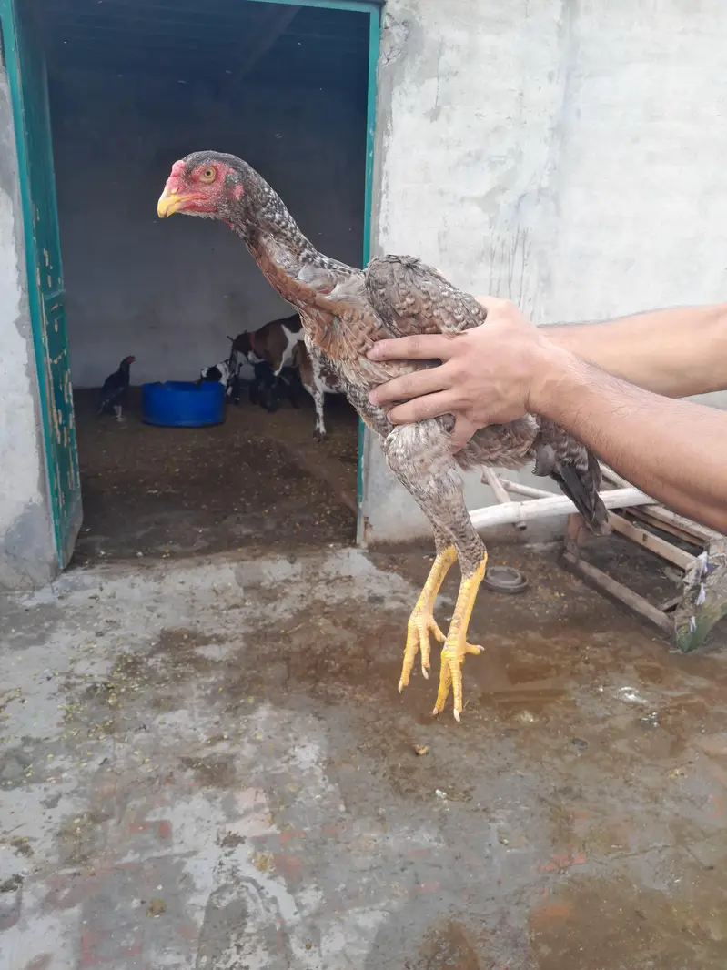 High quality aseel Shamo hen — photo 4