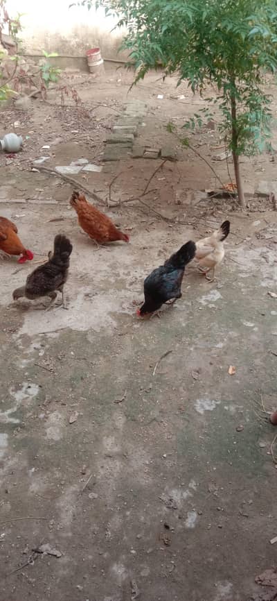 3 Desi murgiyan