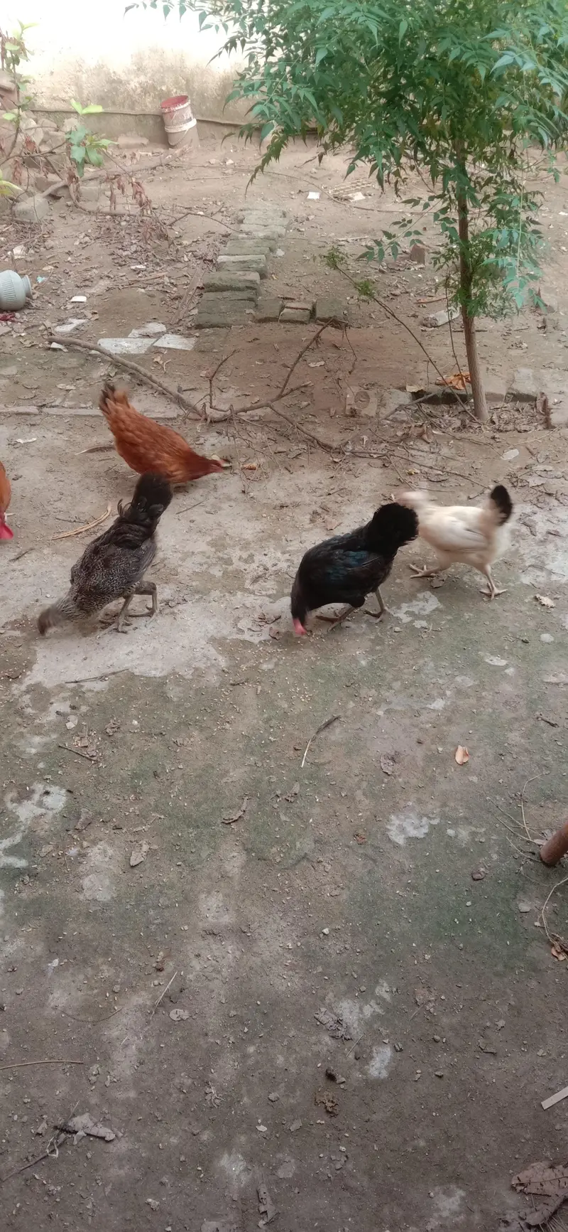 3 Desi murgiyan — photo 2