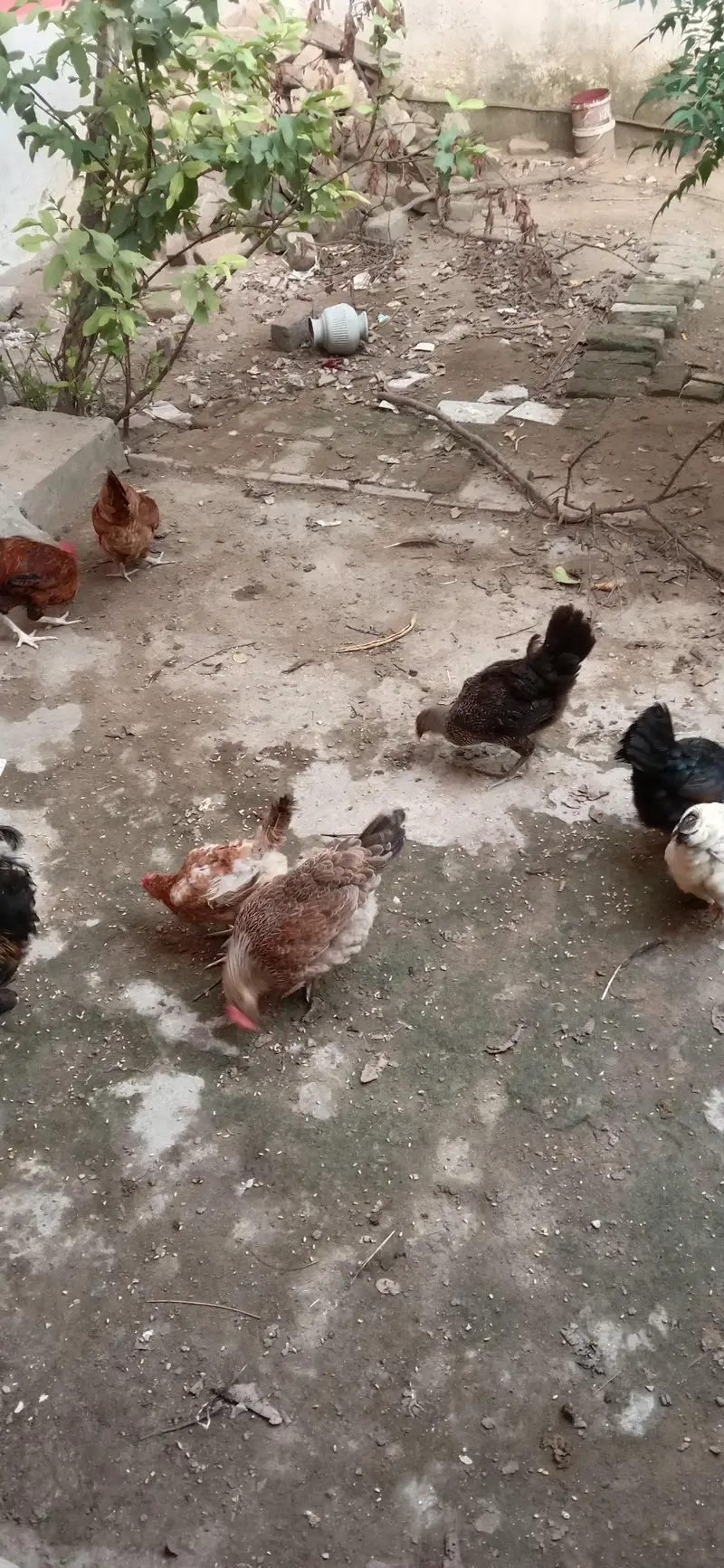 3 Desi murgiyan — photo 3