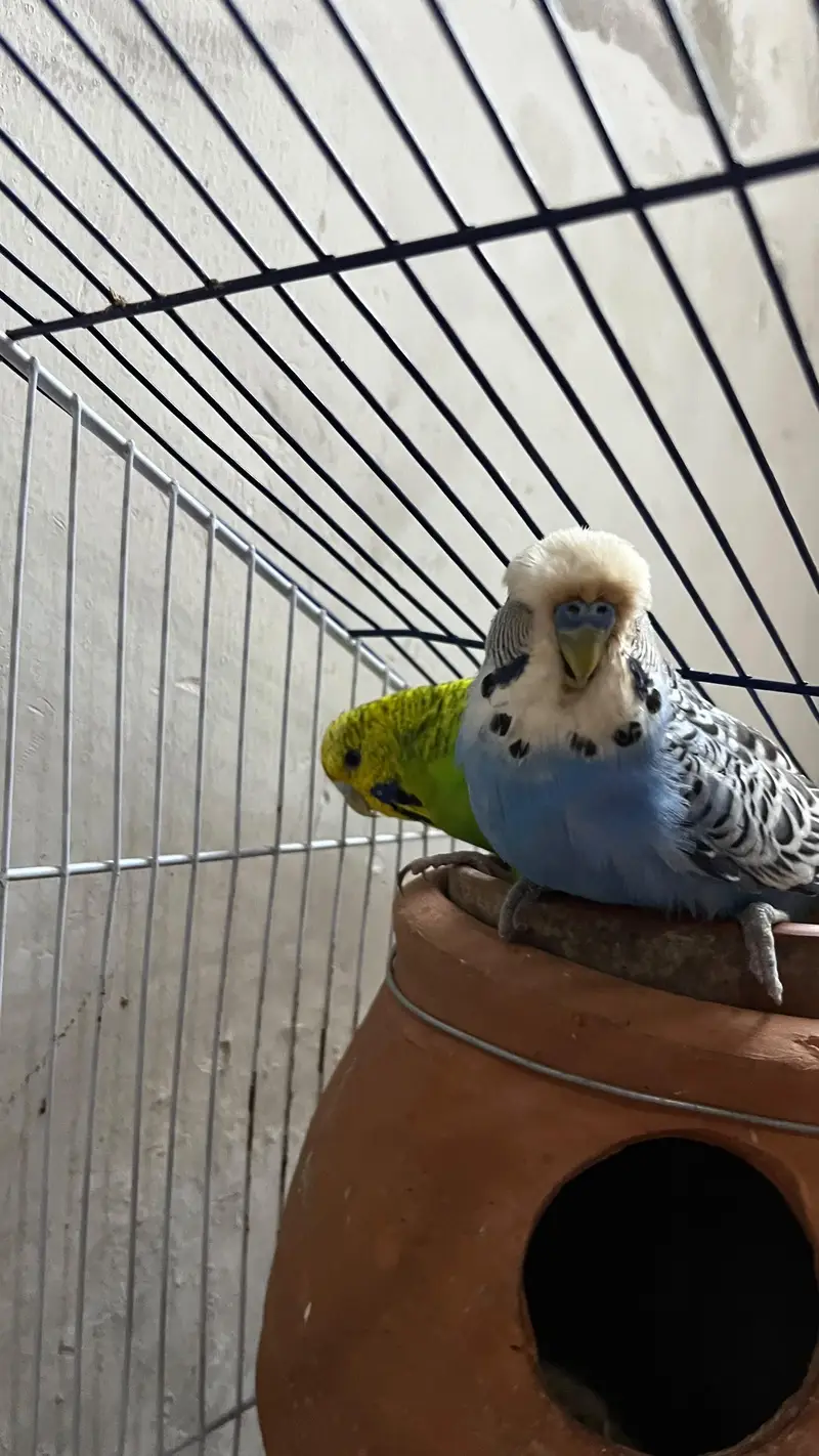 Voilet Exhibition Top Quality male — photo 2