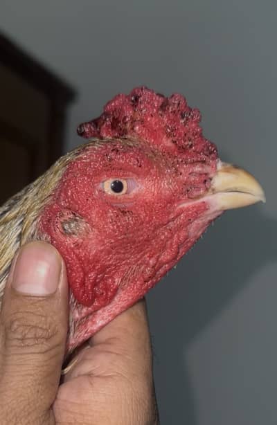 Aseel jawa for sale