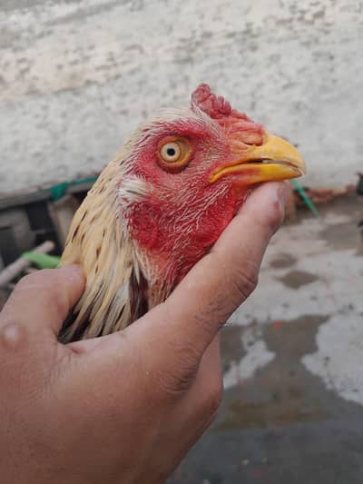 high quality aseel shamo murga
