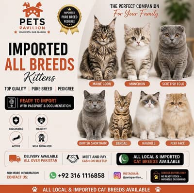 Bengal Cat | Imported Kitten