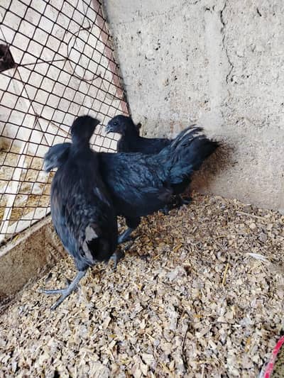 ayam Cemani gray tongue 1+2